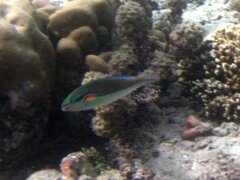 Stethojulis bandanensis