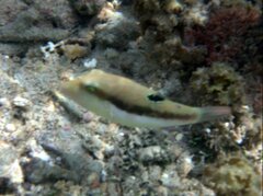 Canthigaster bennetti