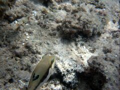Canthigaster bennetti