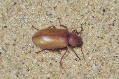 Chilometopon abnorme