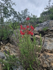 Lamourouxia rhinanthifolia