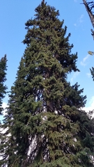 Abies lasiocarpa