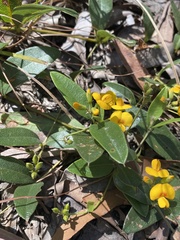 Podolobium scandens