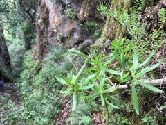 Sedum frutescens