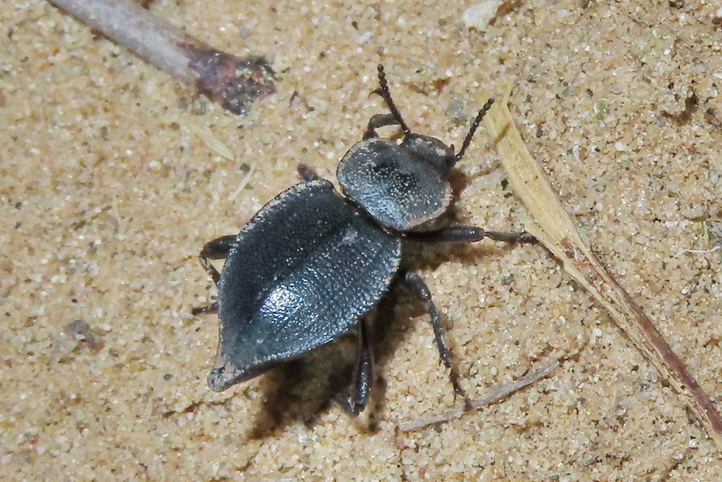 Embaphion depressum