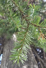 Abies lasiocarpa