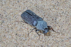 Apatides fortis