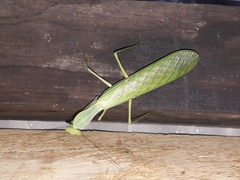 Sphodromantis lineola