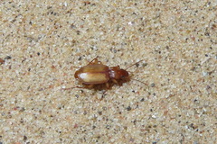 Tetragonoderus pallidus