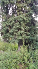 Abies lasiocarpa