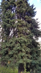 Abies lasiocarpa