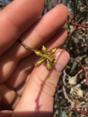 Eucalyptus yarraensis