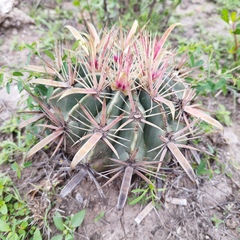 Ferocactus latispinus