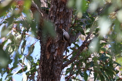 Daphoenositta chrysoptera