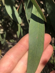Eucalyptus yarraensis