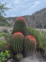Ferocactus pilosus