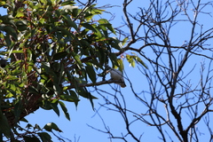 Daphoenositta chrysoptera