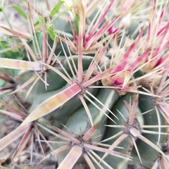 Ferocactus latispinus