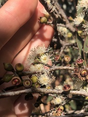 Eucalyptus yarraensis