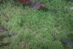 Sphagnum cuspidatulum
