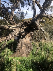 Eucalyptus yarraensis