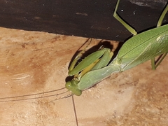 Sphodromantis lineola