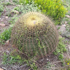 Ferocactus histrix