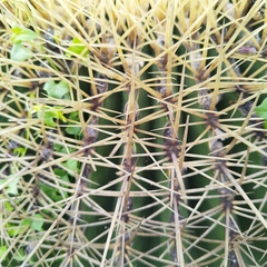 Ferocactus histrix