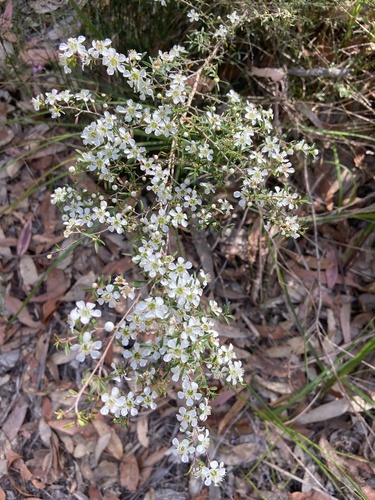 Leptospermum polygalifolium
