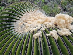 Echinocactus platyacanthus