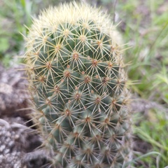 Coryphantha erecta