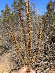 Reseda luteola
