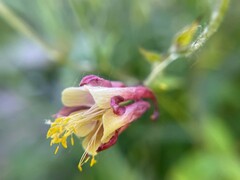 Aquilegia canadensis