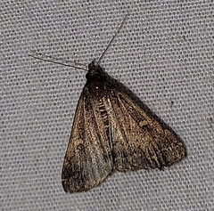 Tetanolita mynesalis