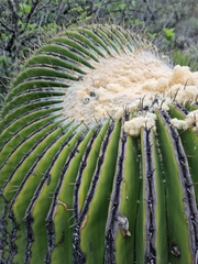 Echinocactus platyacanthus
