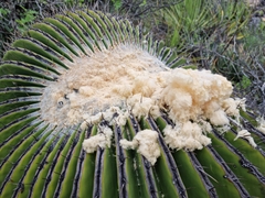 Echinocactus platyacanthus