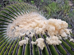 Echinocactus platyacanthus