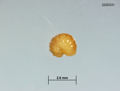 Cynips mirabilis