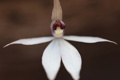 Caladenia saccharata