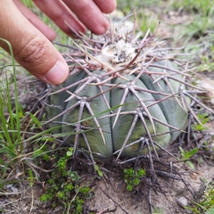 Echinocactus horizonthalonius