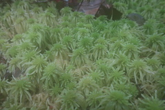 Sphagnum cuspidatulum