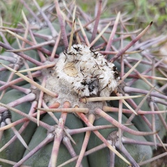 Echinocactus horizonthalonius