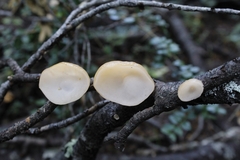 Aleurodiscus vitellinus