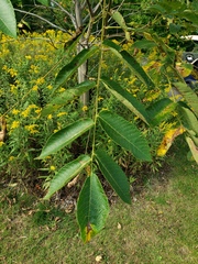Juglans cinerea