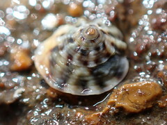 Bembicium