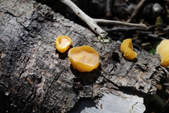 Aleurodiscus vitellinus