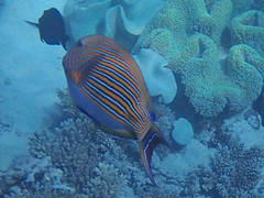 Acanthurus lineatus