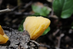 Aleurodiscus vitellinus