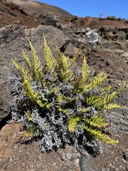 Pityrogramma austroamericana