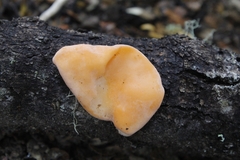 Aleurodiscus vitellinus